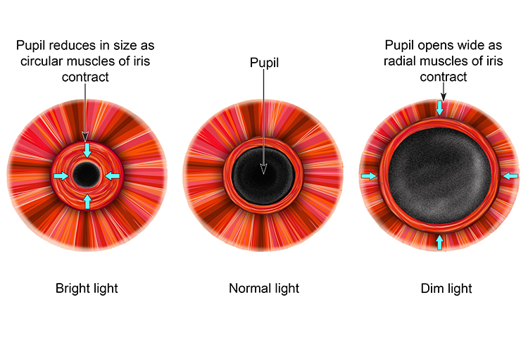 Diagram showing that first the circular and radial muscles contract for bright light, in normal light the radial muscle contracts and circular muscle relaxes and in dark light both muscles relax to give a large aperture