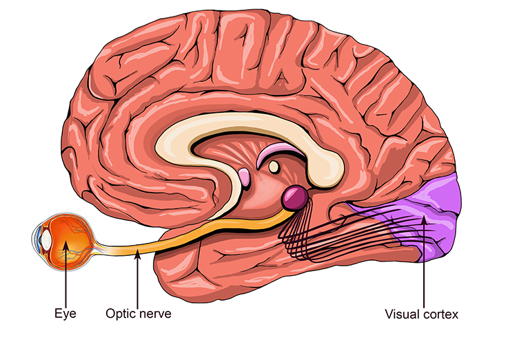 The optical nerve carries information to be translated at the visual cortex.